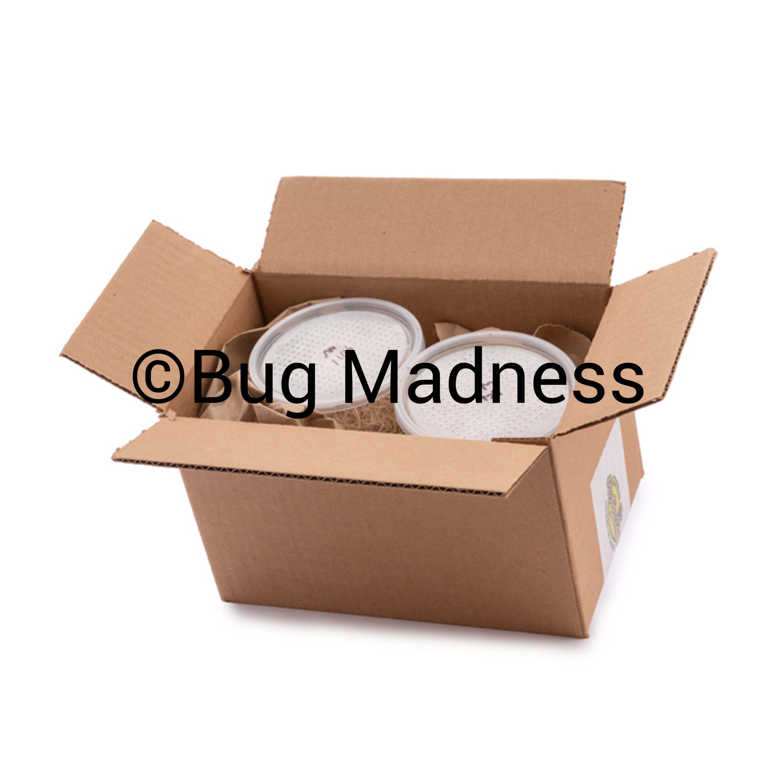 Double Box Open
