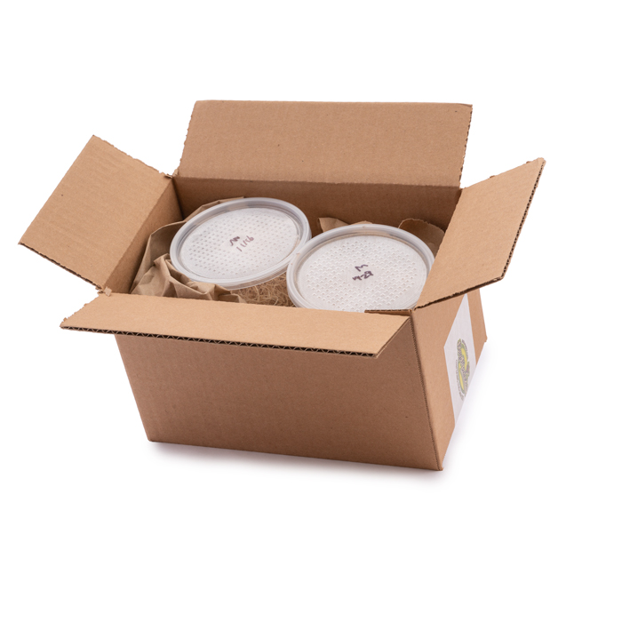Double-Box-Open