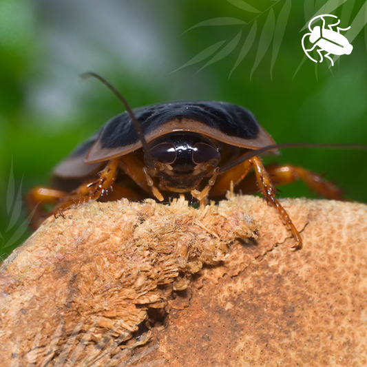 Dubia Roaches