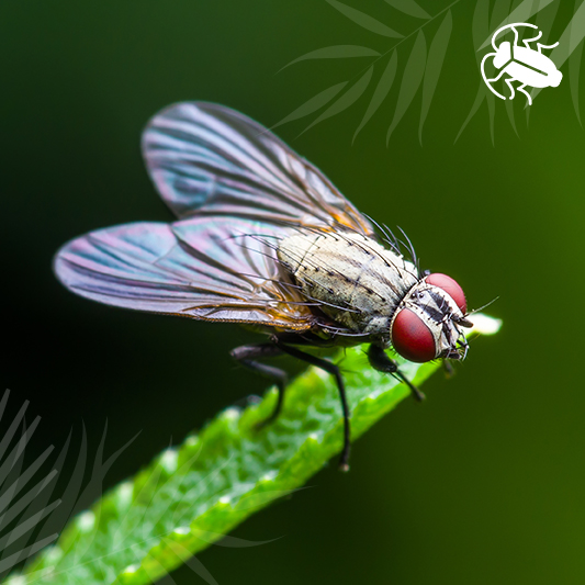 Fruit Flies