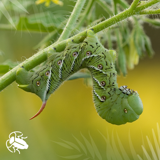 Hornworms