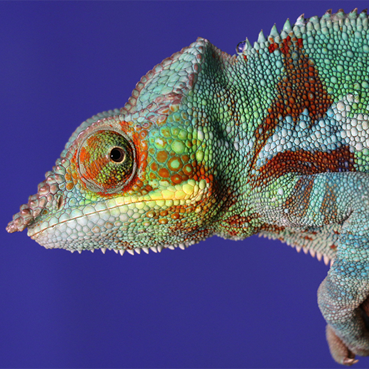 Chameleon