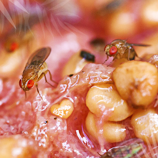 Fruit Flies_50 50 Pic 2