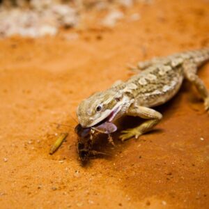 lizard eating