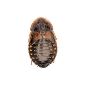 dubia roach