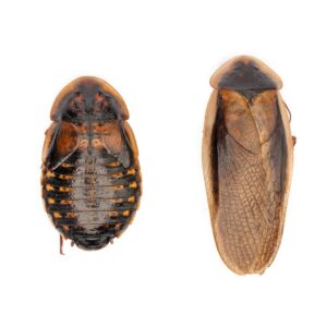 dubia roaches