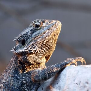 lizard reptile looking upward