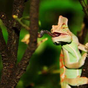 chameleon grabbing food with tongue