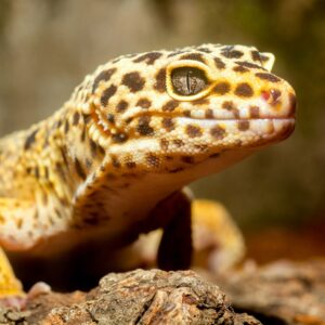 gecko