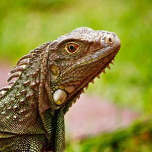 reptile lizard
