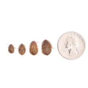 various sized dubia roaches and quarter