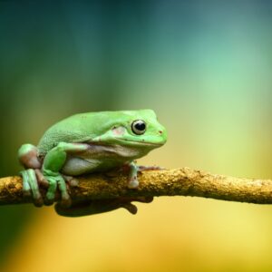 frog