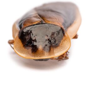 dubia roaches