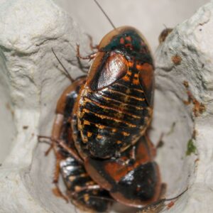 dubia roaches