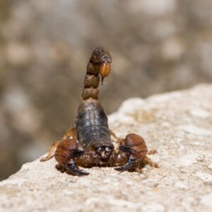 scorpion