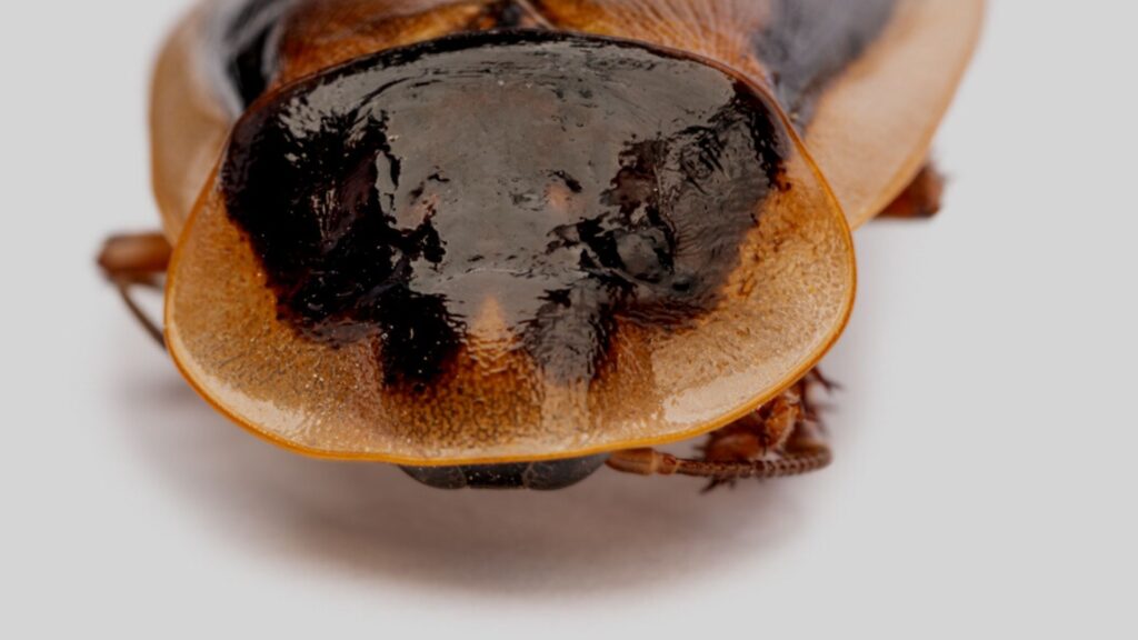 dubia roach