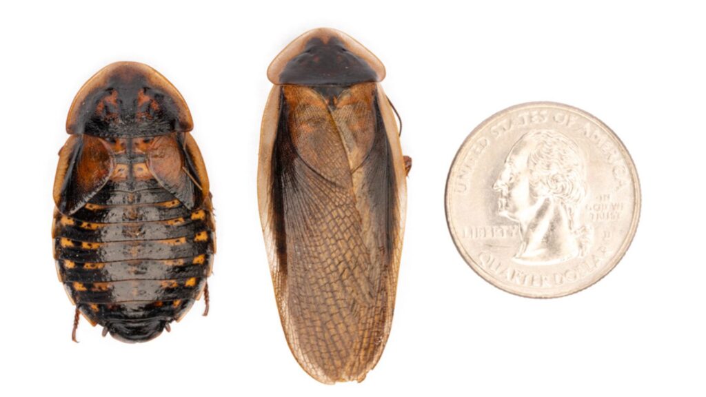 dubia roach