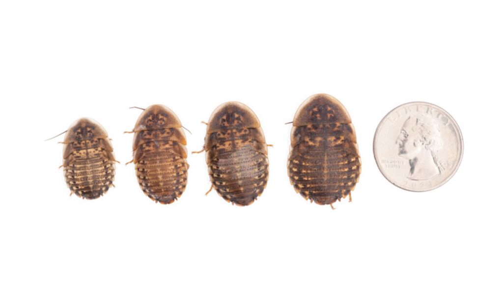 dubia roaches and quarter